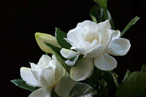  「栀子花」栀子花最爱这种“水”,每周用一次,叶子油亮花满枝,轻松爆盆