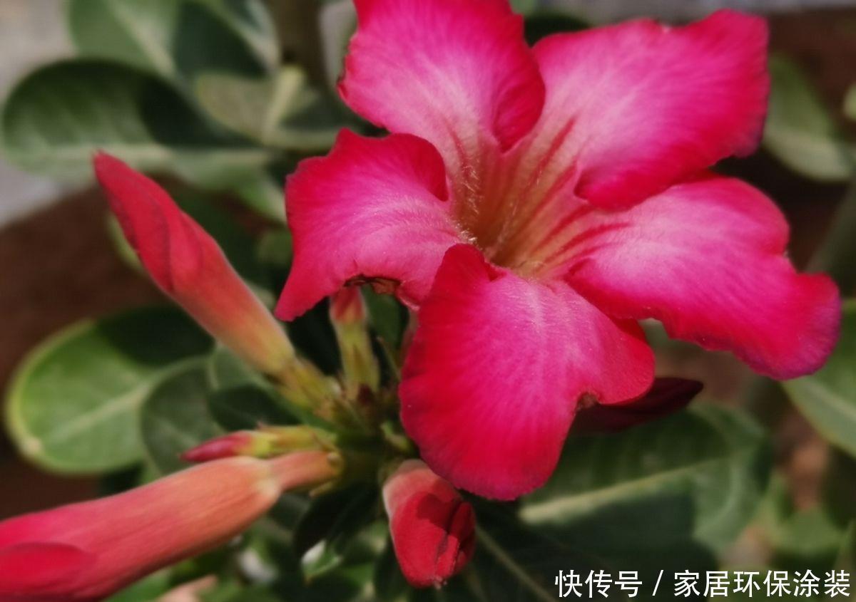 「种花」9种花,不能多浇水,水一多就烂根