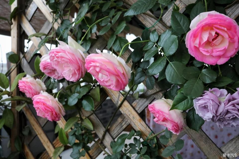 「终于」终于等到花开满墙