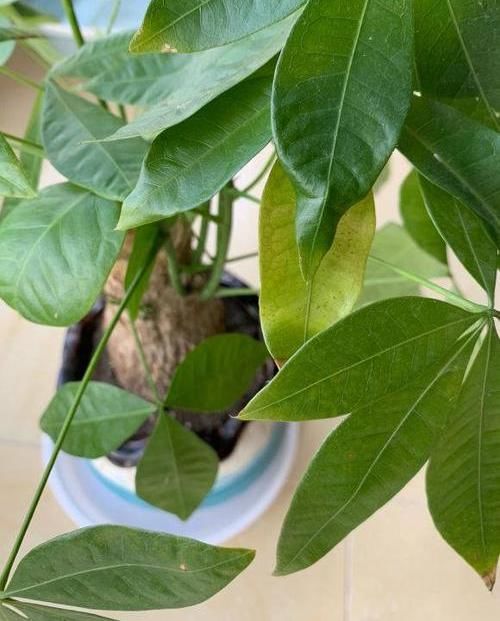  花草：离家时间久，花草都蔫了，一刀下去“剪光光”，30天新芽长满枝