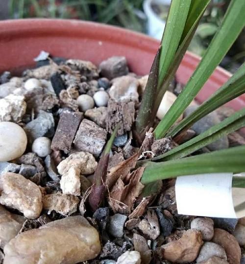  『低温春化』兰花为什么不开花？?清楚兰花叶芽和花芽的发育过程，开花爆盆