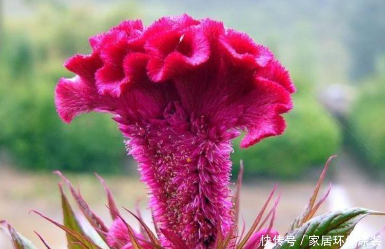 喜欢:喜欢养护花卉,在春季就养护容易开花爆盆的5种花卉,美艳招人爱