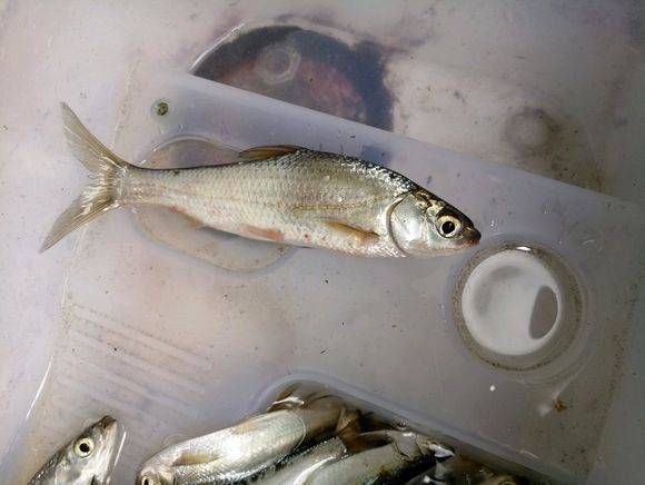  [钓友]这两种鱼哪种是真正的白条鱼呢？老钓友都不一定能分清楚吧！