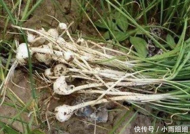 『植物』1种“小根蒜”生长在河边,以往看它像“大蒜”,殊不知珍贵!
