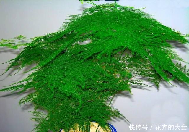 『轻松』客厅养3种“绿植”,四季常绿,吸收灰尘又灭菌,轻松长爆盆