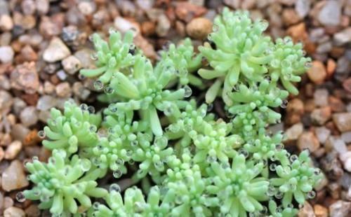  「春天」春天新手养此款小花，不用管理，花朵美艳又迷人，轻松打造小花园