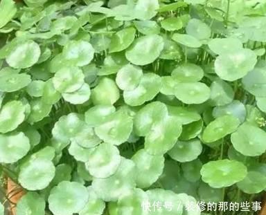  『美艳』喜欢在家中养护花卉，就养护美艳妖娆的3种漂亮的花卉，花色艳丽