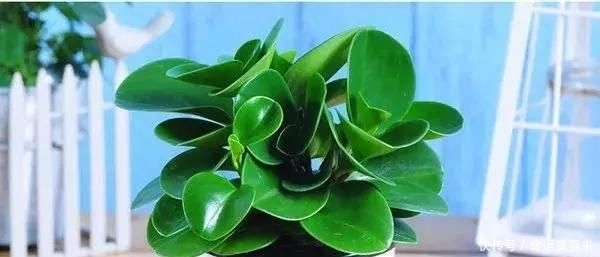 搜罗■史上最全“懒人植物”大搜罗,看看哪盆才是你的心头好