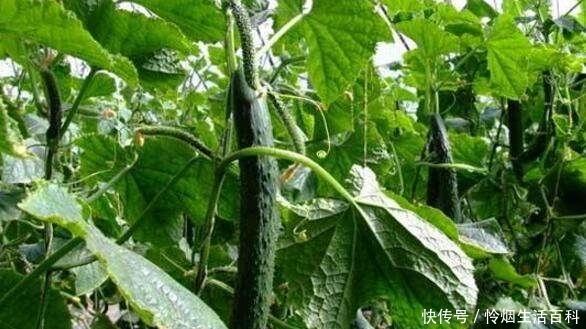 玉米地里可以套种哪些蔬菜，简单而且好管理的，老农说种芸豆角