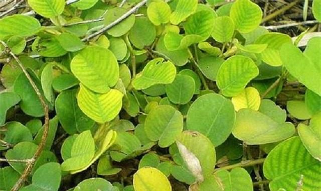 「见到」路边1常见野草,名金钱草,入药后价值非凡,很多人见到也认不出