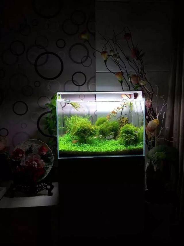  「养草」从养鱼到养草，从雨林缸到水陆缸 | 10年水族之路