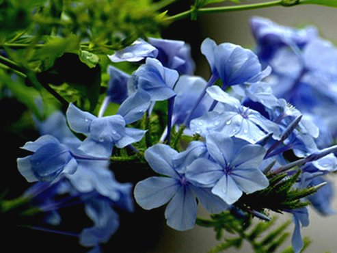  『养不活』养花养不活，总是挂掉，不如养这些花卉，放在阳台姹紫嫣红，超美