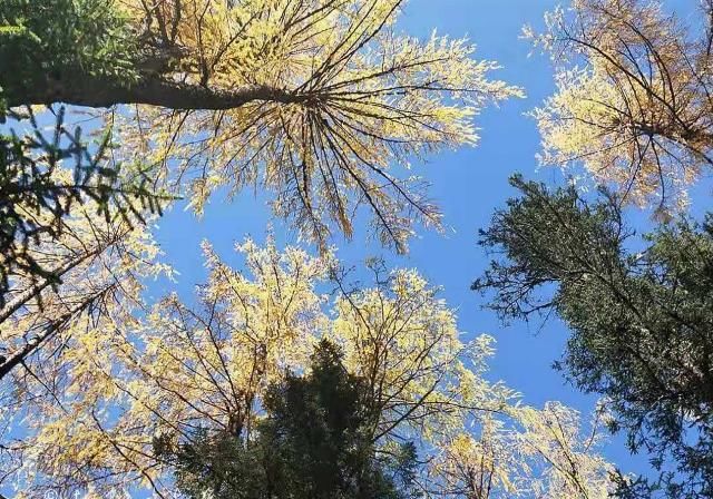 中国秋景最美的地方：很多人只知道它的春夏，却忽略了它的秋冬