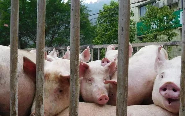 养猪大户半辈子的养猪经验，值得借鉴和学习！