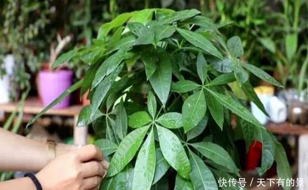  「么就会出现」如何让发财树枝繁叶茂？专业人士传授技术，果然不同凡响！
