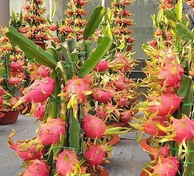  「就能快速」5种养在家里也很好的水果，能观赏能结果，味道鲜美真不错