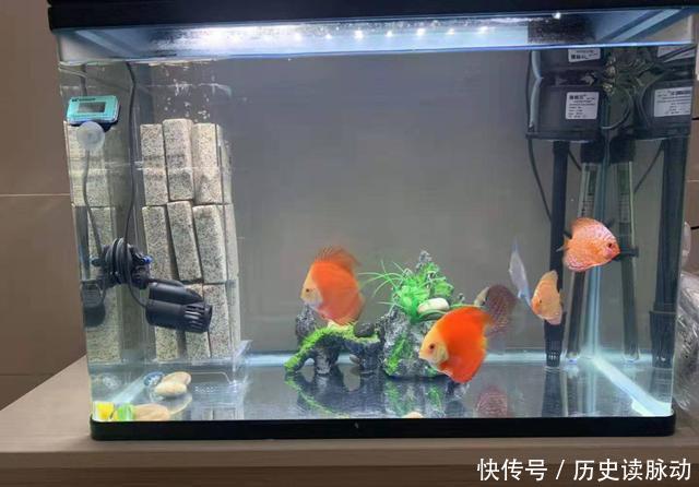 #何种#小鱼缸饲养观赏鱼,应该选择什么品种,何种过滤形式为好?