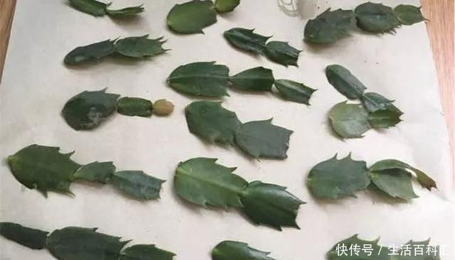  『扦插』空气生根扦插法，有效的懒人养花方法！揪片叶子丢袋子，太好活了