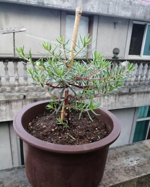  「身价」5块钱一盆的花，养1年变老桩，身价翻了上百倍！