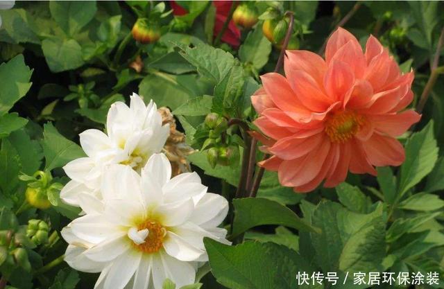 『三角梅』适合夏天养的3种花,一年四季开花不断,天气越热开花越好