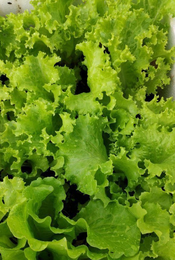  「够吃」阳台就是大菜园，这6种蔬菜都能种，一年不用买菜，全家都够吃