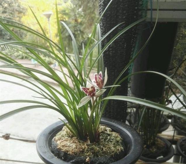 牢记|养兰花,牢记“欲速则不达”,这样兰花才容易长旺开花