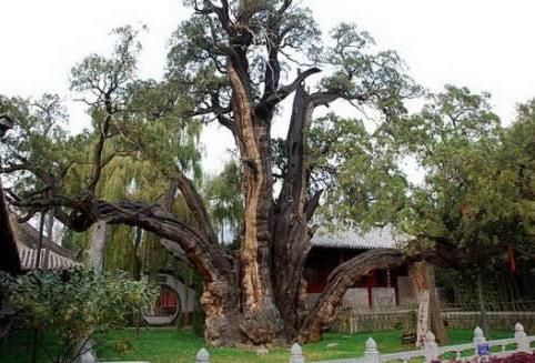 树上一个树下一个该子旁边女人猜成语(2)