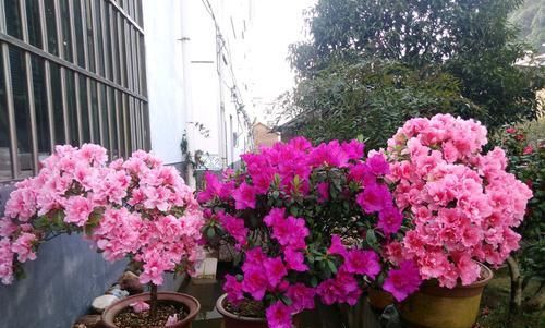  『别人』别人的杜鹃花总是开花爆盆？盛花期就摘“它”，开花爆盆不见叶
