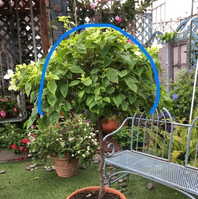  「制作方法」三角梅棒棒糖简易制作方法，成型快，花量大！
