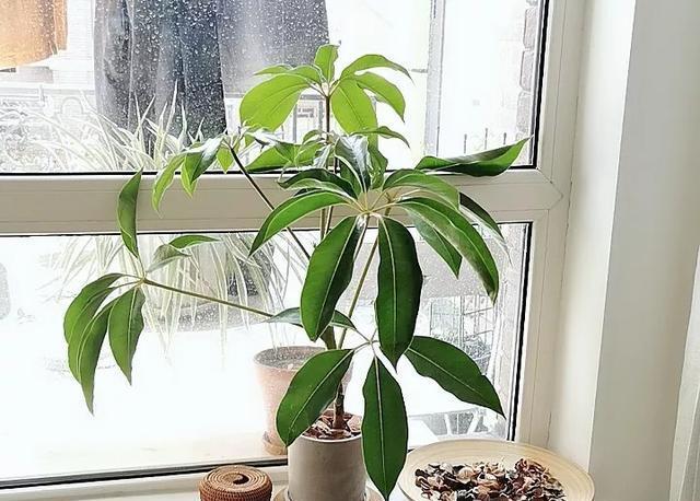 『绿萝』20种名贵耐阴花，比绿萝好养，摆客厅名贵又有范儿！