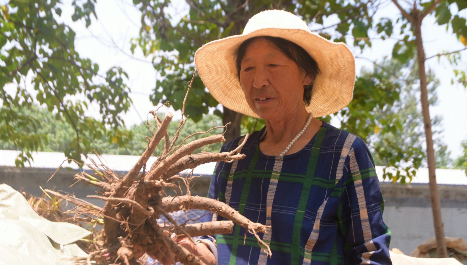 作物|曾经让农村人羡慕的作物，生长期为4年，如今越长越不值钱