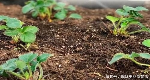 草莓盆栽@摘来的草莓水果还能用来播种,很快就能开花结果