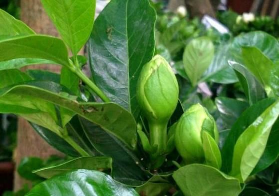  「栀子花」栀子花绣球，现在不能剪枝条，剪了一年不开花！