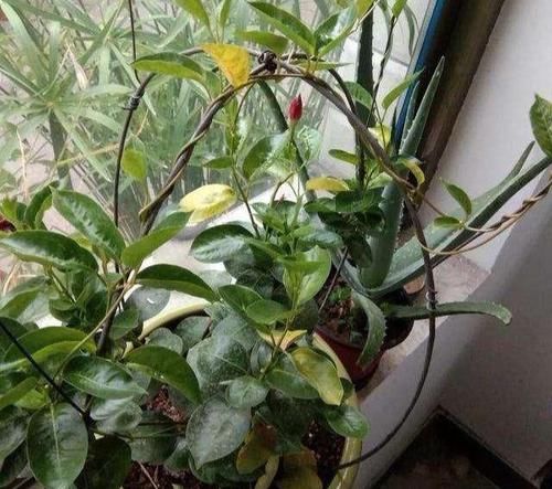 『黄叶』飘香藤总黄叶?避开3个坑,植株长的旺,绿叶红花,开成瀑布