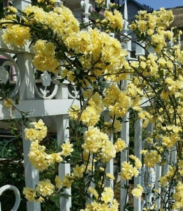 『香喷喷』院子想要香喷喷,此花种几棵,一年开花100多天,比茉莉花还要香