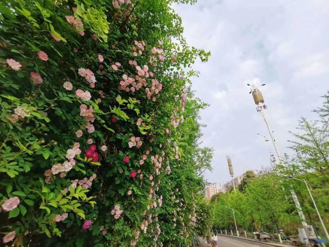  「打卡」蔷薇花开，待君归来|“云打卡”校园网红景点