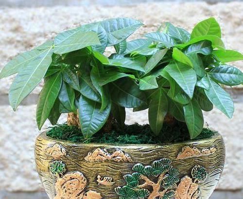  『花草』喜欢养花得提前做功课，摸清3方面习性，花草植物越长越壮实