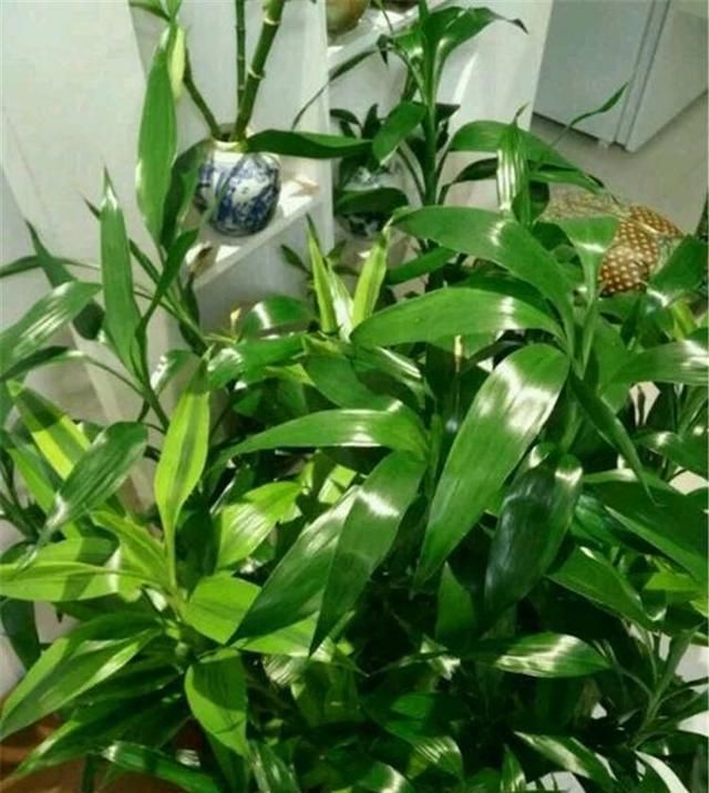  『特别』水培富贵竹,注意4点,绿油油特别茂盛,不黄叶根系壮,越长越旺