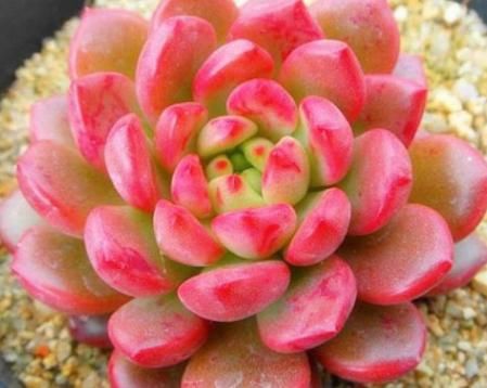  『姬小菊』喜欢养花，不如养盆姬小菊，娇巧迷人，花朵雍容华贵