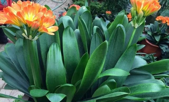  光照：家中“光照不足”，就养5种花，一盆比一盆茂盛漂亮，花美叶也美