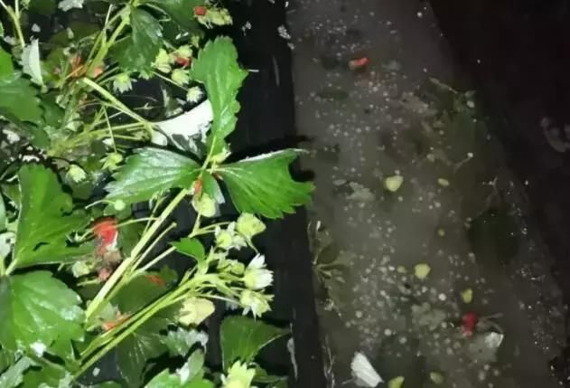 痛心！冰雹、暴雨、霜冻突袭，农民损失惨重！（附补救措施）