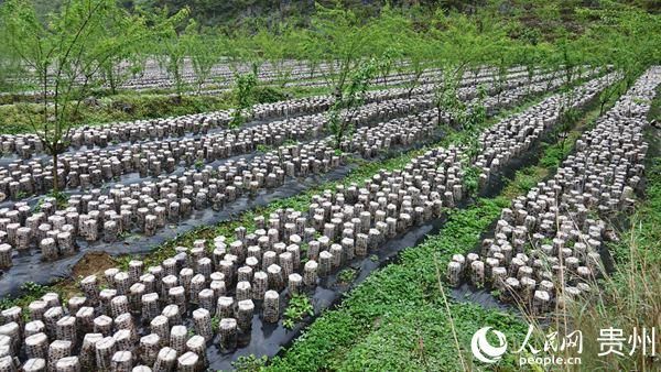 『产业结构调』纳雍县羊场乡：调结构打出“组合拳”促增收使出“连环招”