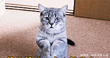 谢娜上央视春晚演小品