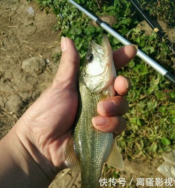 净化水质还是破坏生态？长沙湿地公园，美国黑鲈因放生泛滥了