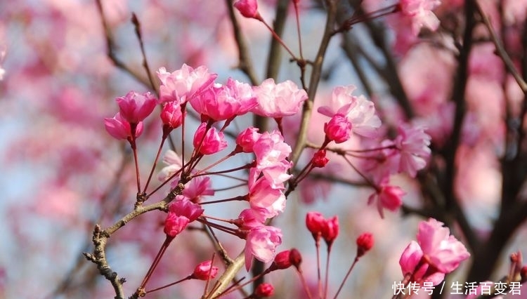 圆通花潮舞翩跹:三月春暖花开的季节,这里是昆明最经典的赏花地