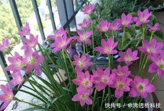  『花盆』想要植物长得好，一种花肥炒一炒，养花盆底垫一些，3年不用施肥