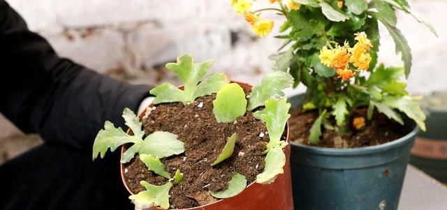  扦插：想要几盆新的长寿花，春天剪几片叶子来扦插，生根快好成活