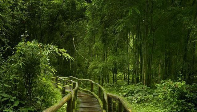 北方竹林退隐的历史原因分析！