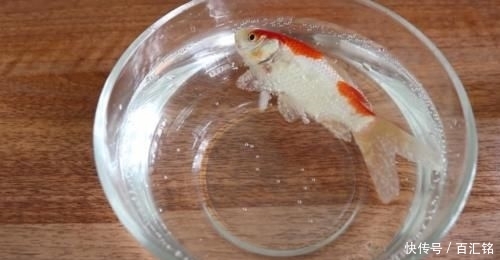  [鱼缸]老外奇葩测试：把碳酸饮料倒入鱼缸，只想让鱼儿品尝一下味道！
