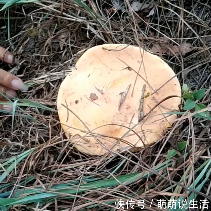 农村野生的“它”，是大自然馈赠给农民的福利，一斤价值50元！